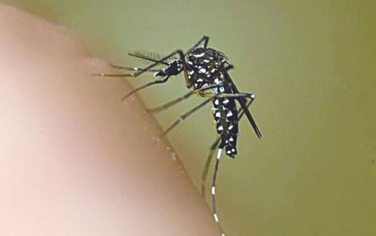 NOVO BOLETIM da dengue registra 22,2 mil casos no Paraná