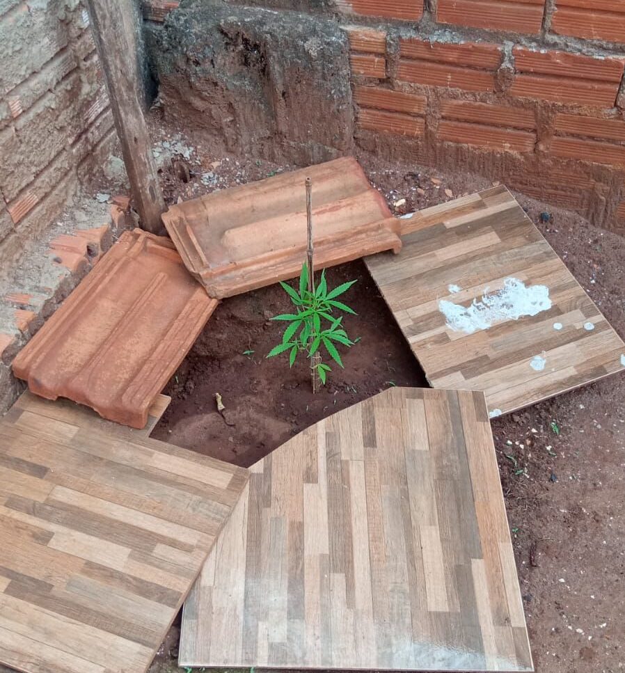 Civil prende traficante que plantava maconha em Ribeirão do Pinhal
