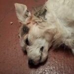 Indiciado jovem de 25 anos que atropelou e matou um cão: vídeo