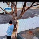 TUTOR de CACHORRO atropelado denuncia caso para Polícia Civil
