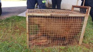 Capturada capivara em Cambará (vídeo)