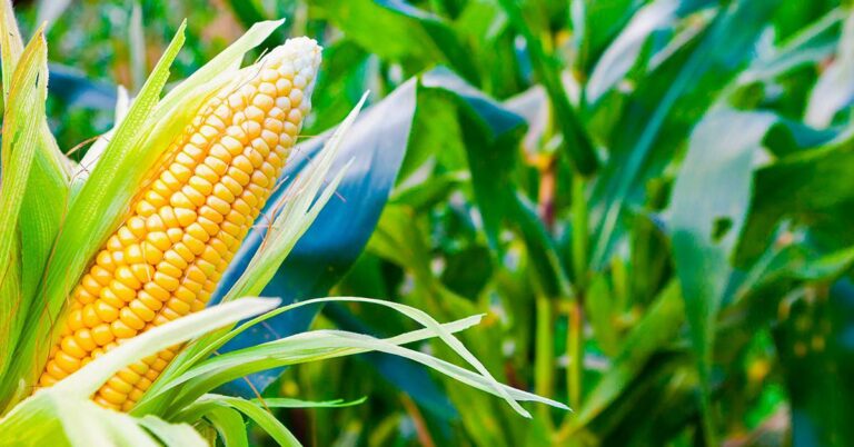 Norte Pioneiro VAI colher quase 600 mil toneladas de MILHO