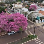 Floração dos ipês comove a região (assistam  vídeos)