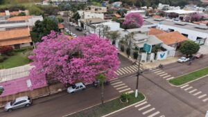 Floração dos ipês comove a região (assistam  vídeos)