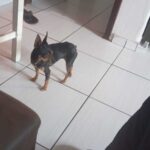 Cadelinha pinscher desaparece em SAP