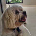Família procura CÃO desaparecido em SAP