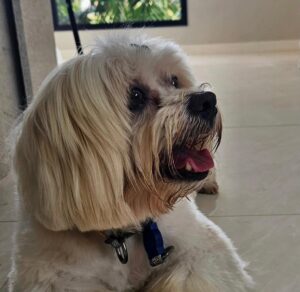 Família procura CÃO desaparecido em SAP