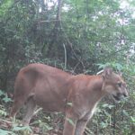 Possível ataque de onça-parda mata 19 carneiros em S.A.P.