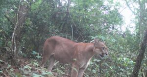 Possível ataque de onça-parda mata 19 carneiros em S.A.P.