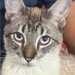 Gato desaparece no Jardim Saúde em SAP