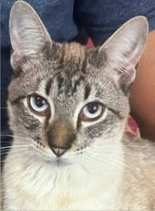 Gato desaparece no Jardim Saúde em SAP